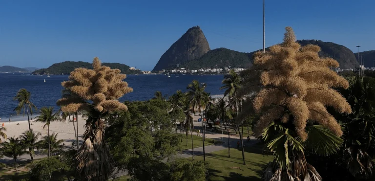 Décadas após plantadas, palmeiras raras florescem pela primeira e última vez no Rio
